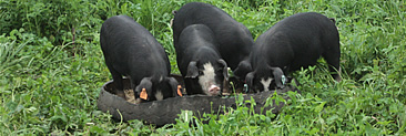 ameneiros