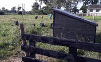 Llegada animales  EA rocha