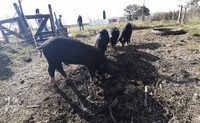 Plantel de animales PR - EA Paso de los Carros